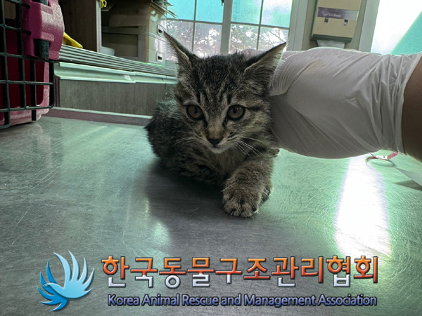 한국동물구조관리협회_441406202401809